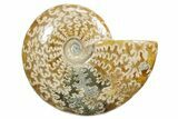 Polished Ammonite (Cleoniceras) Fossil - Madagascar #348508-1